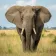 elefante